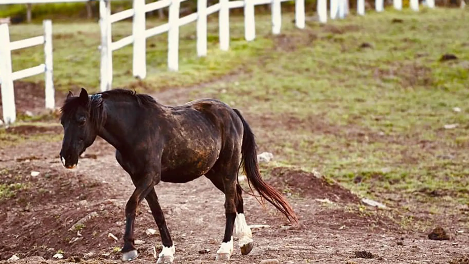 cavallo-nero